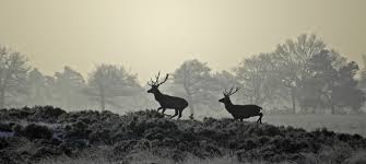 OKW café  Het Fauna beheer in het Deelerwoud