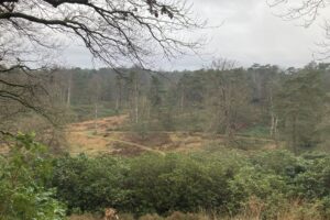 Bouwhuiscafé: Vuurlandschap